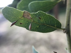 Andricus pedicellatus