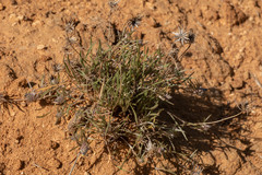 Chaetanthera chilensis