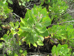 Munzothamnus blairii