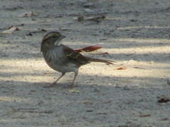 Zonotrichia albicollis