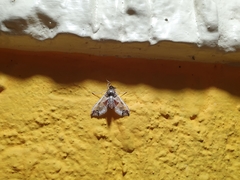 Neoleucinodes