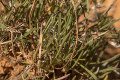 Chaetanthera chilensis