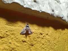 Neoleucinodes