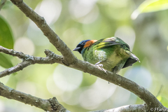 Tangara cyanocephala