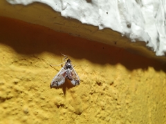 Neoleucinodes