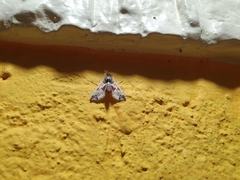 Neoleucinodes