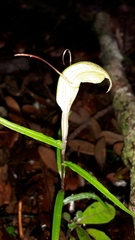 Pterostylis brumalis