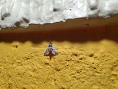 Neoleucinodes