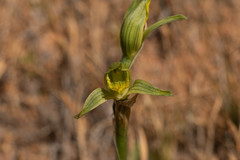 Chloraea cristata