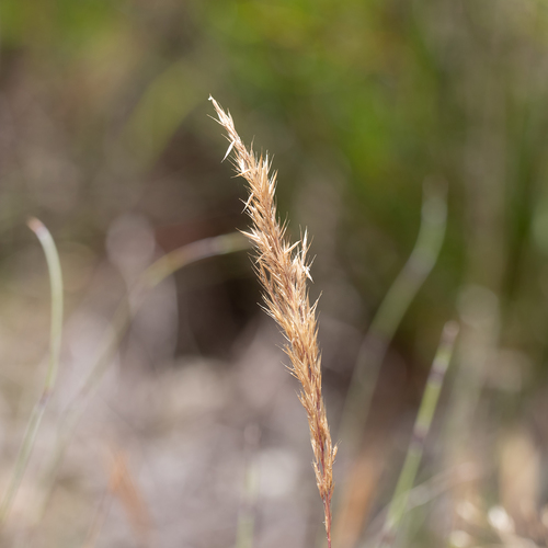 Avellinia festucoides · iNaturalist