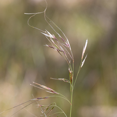 Austrostipa semibarbata