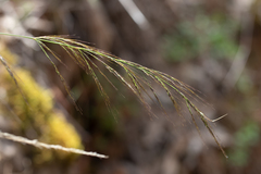 Austrostipa breviglumis