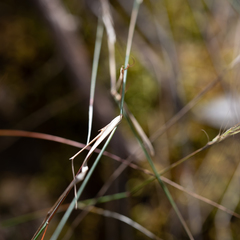 Austrostipa breviglumis