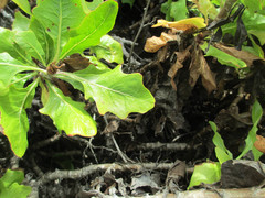 Munzothamnus blairii