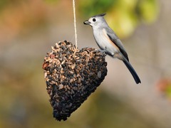 Baeolophus bicolor × atricristatus