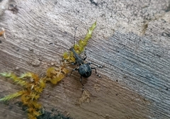 Hoplorhaphus spinifer
