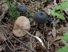 Entoloma corvinum