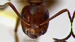 Camponotus discolor