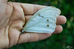Morpho polyphemus polyphemus