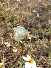 Leptophobia aripa
