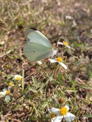 Leptophobia aripa