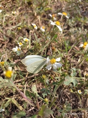 Leptophobia aripa