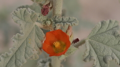 Sphaeralcea orcuttii