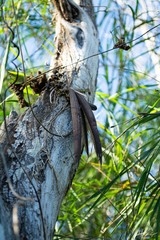 Trichocentrum brachyphyllum