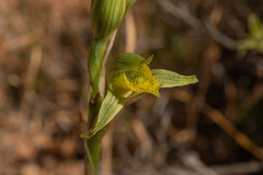 Chloraea cristata