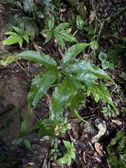 Tectaria heracleifolia