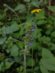 Salvia lasiocephala