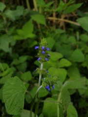 Salvia lasiocephala
