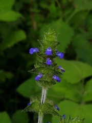 Salvia lasiocephala