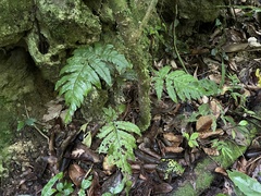 Tectaria cicutaria