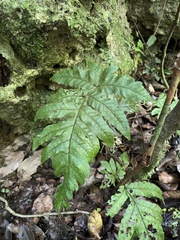 Tectaria cicutaria