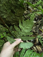 Tectaria cicutaria