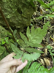 Tectaria cicutaria