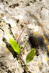 Scorpiurus muricatus