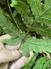 Tectaria cicutaria