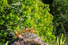 Barkeria scandens