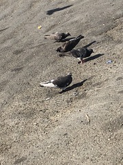 Columba livia domestica