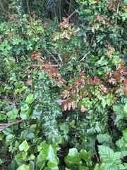 Berberis pinnata pinnata