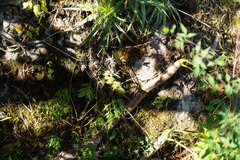 Barkeria scandens