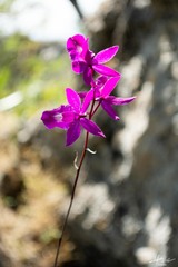 Barkeria scandens