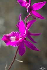 Barkeria scandens