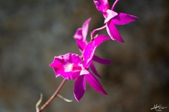 Barkeria scandens
