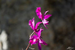 Barkeria scandens