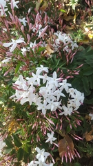 Jasminum polyanthum