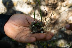 Scaphyglottis sessilis