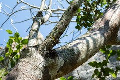 Scaphyglottis sessilis